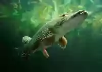 10T8MENLWUCJeYp9rSMCAnvoz6CcCkBtkC4OMInu.jpg