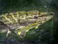 fCpvqinjHdM5PDNPXtXCSGOWMoOVNm3YsmPyZrG9.jpg